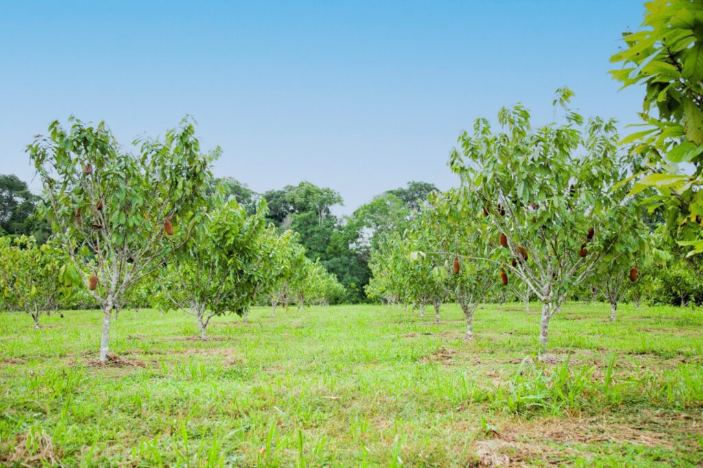 Com apoio do Governo do Amazonas pesquisa incentiva o cultivo