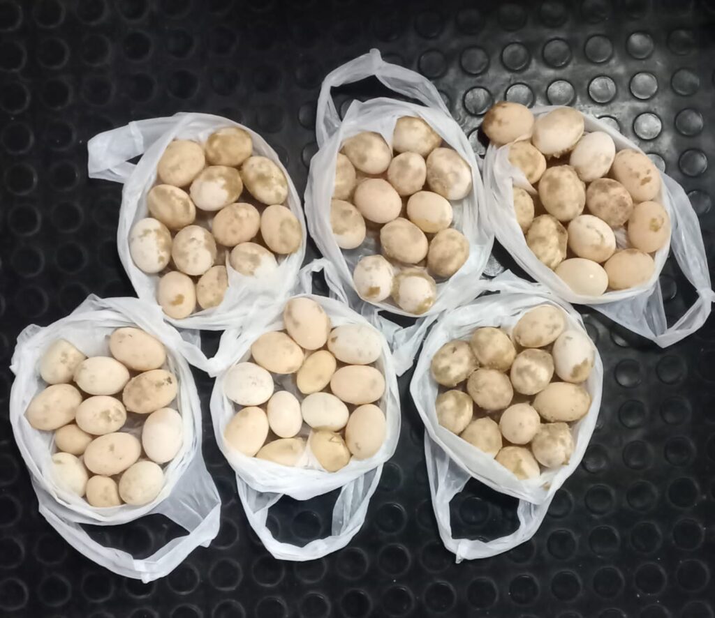 Base Fluvial Arpão 2: Policiais apreendem ovos de tartaruga