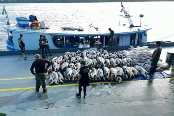 Mais de 9 toneladas de pirarucu são apreendidas