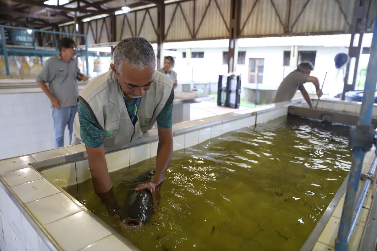 Dia da Aquicultura: Sepror atende 500 piscicultores com entregas de alevinos